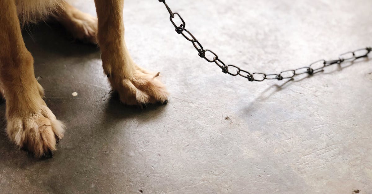 découvrez l'univers fascinant du bondage, une pratique érotique mêlant sensation, confiance et créativité. explorez les techniques, les conseils de sécurité et les rituels pour une expérience enrichissante et épanouissante.