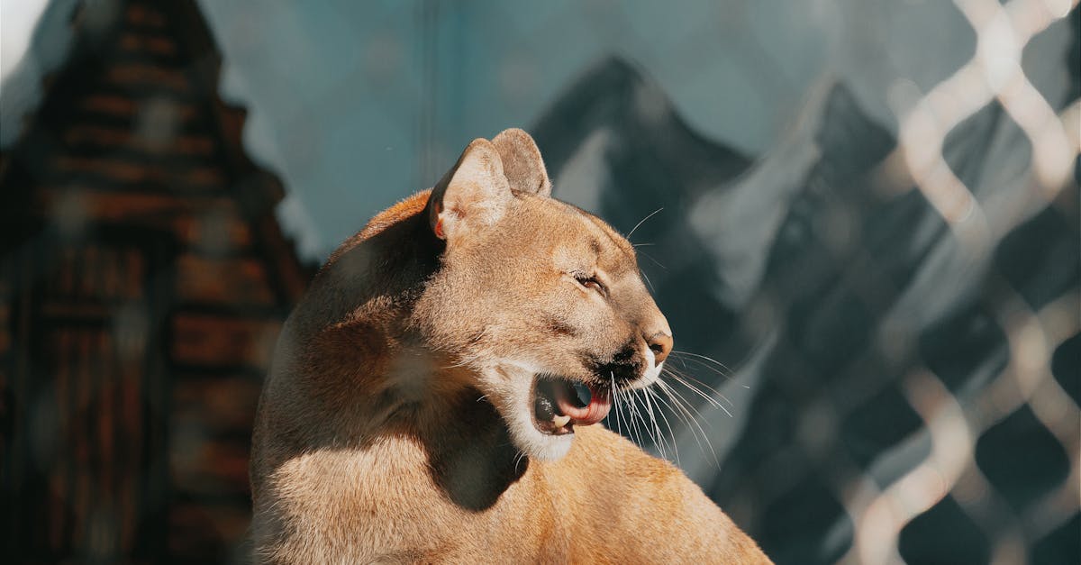 découvrez l'univers fascinant des cougars, ces majestueux félins américains. explorez leur habitat, leur comportement et les défis de leur conservation. plongez dans la vie de cet animal emblématique et apprenez-en davantage sur son rôle dans l'écosystème.