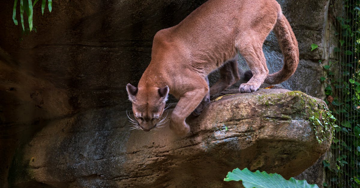 découvrez tout sur le cougar, un fascinant mammifère sauvage. apprenez ses caractéristiques, son habitat, son comportement et son rôle dans l'écosystème. explorez les relations entre les cougars et leur environnement et comprenez pourquoi ils sont une espèce à protéger.