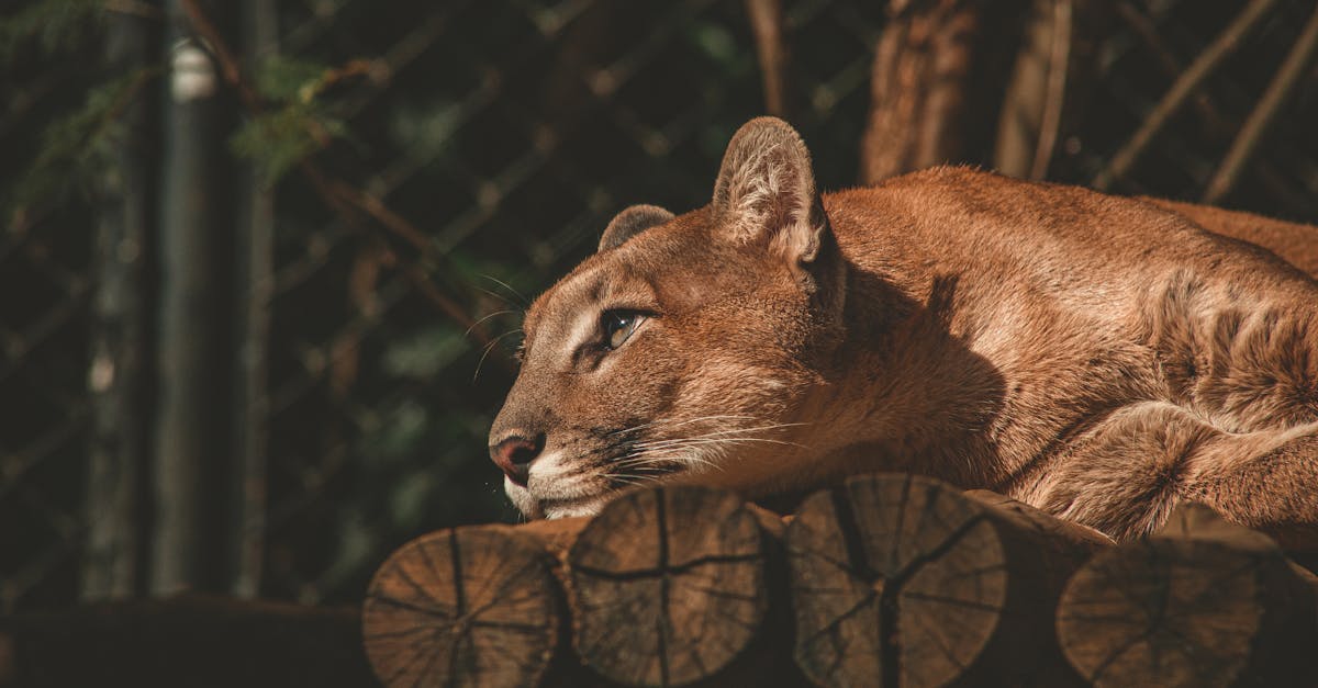 découvrez l'univers fascinant des cougars, ces grands félins majestueux. apprenez tout sur leur habitat, leur comportement et leur rôle dans l'écosystème. plongez dans la vie sauvage et admirez la beauté de ces prédateurs redoutables.