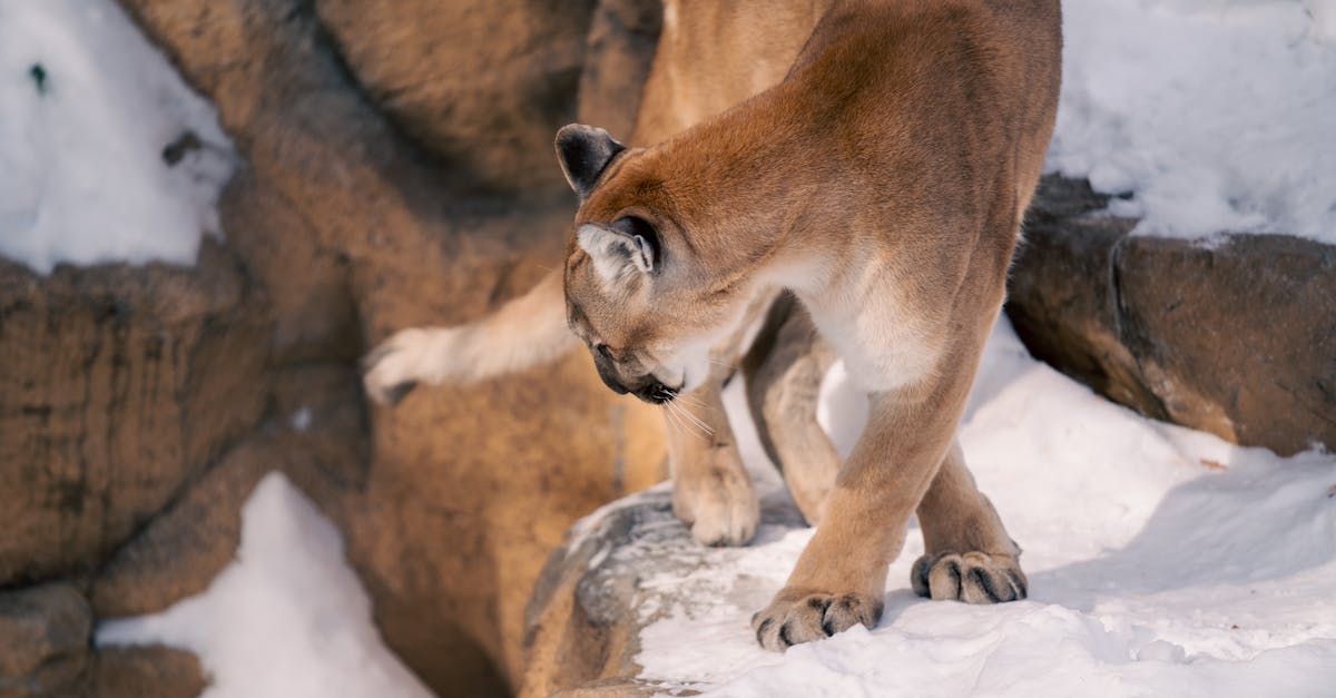 découvrez le monde fascinant des cougars, ces grands félins majestueux. apprenez-en davantage sur leur habitat, leur comportement et leur rôle dans l'écosystème. explorez la vie de ces prédateurs puissants et leur importance dans la faune sauvage.