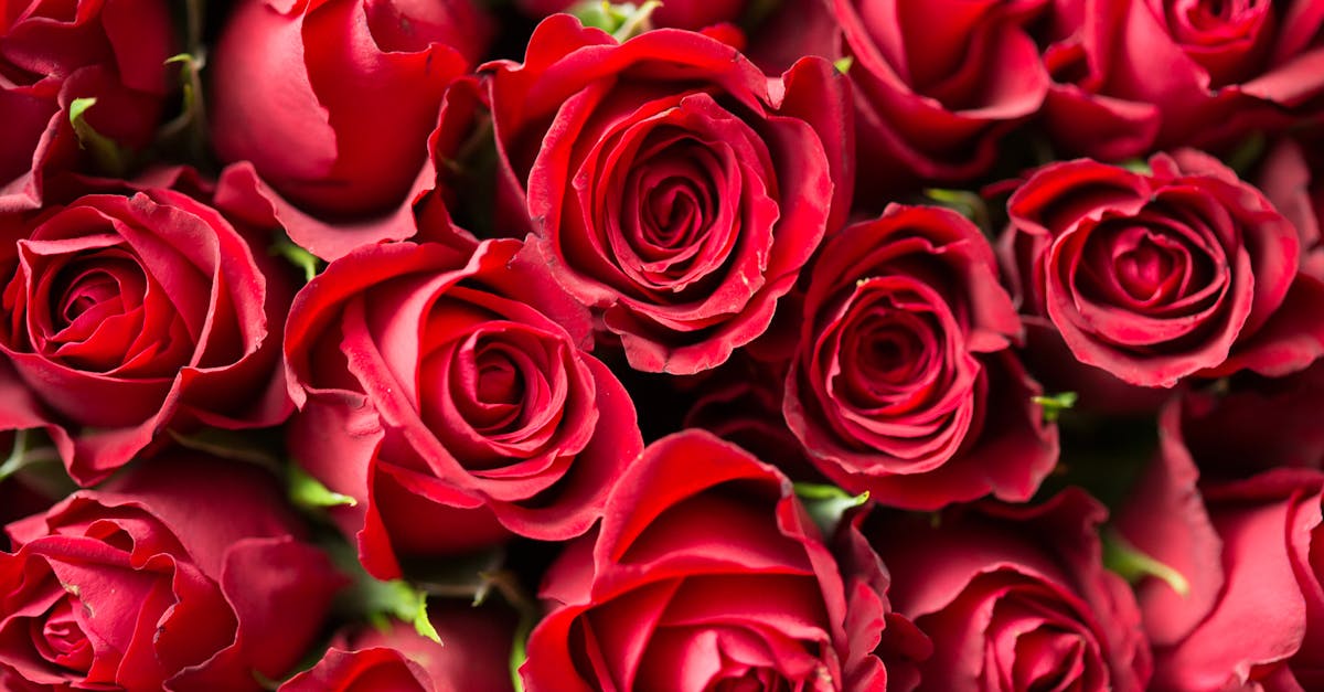 découvrez des histoires d'amour captivantes, où passion et émotions se rencontrent. plongez dans des récits romantiques qui éveillent les sens et touchent le cœur. parfait pour les amateurs de romance en quête de douceurs littéraires.